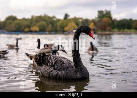 Bel cigno nero con becco rosso che galleggia sull'acqua del lago nel parco cittadino Foto Stock