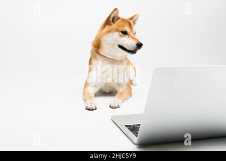 shiba inu cane sdraiato vicino al computer su sfondo grigio chiaro Foto Stock