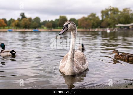 Bel cigno bianco che galleggia sull'acqua del lago nel parco cittadino contro il cielo nuvoloso Foto Stock