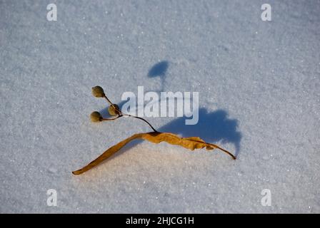 Fiore di tiglio secco con la sua ombra si trova sulla neve in inverno. Foto Stock