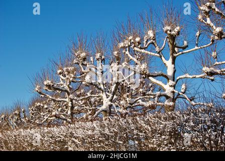 Linden siepe con neve contro il cielo blu in inverno. Foto Stock