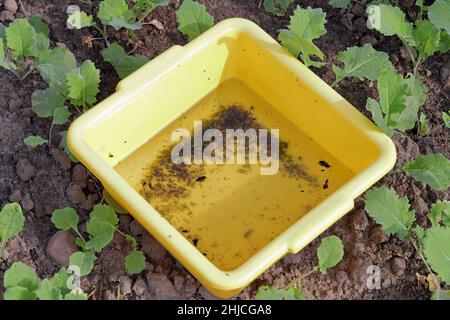 Un piatto giallo usato per monitorare i parassiti di raccolto. Numerosi parassiti catturati all'interno. Foto Stock