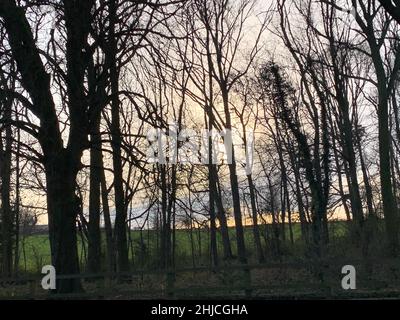 Sywell Country Park Northamptonshire Regno Unito vista tramonto alberi colore rami scuri ramo cielo sorprendente spooky look legno legno sospeso Foto Stock