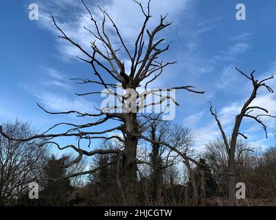 Sywell Country Park Northamptonshire Regno Unito vecchi alberi Stark guardare cielo incredibili nuvole ramo rami spooky guardare vista paesaggio Foto Stock