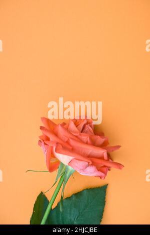 Colore salmone rose Foto Stock