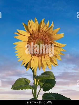 Testa di girasole a fiore singolo (Helianthus Annus). Girasole giallo tagliato contro un cielo di bloe Foto Stock