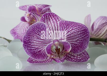 Lila Orchid fiore con pietre bianche Foto Stock