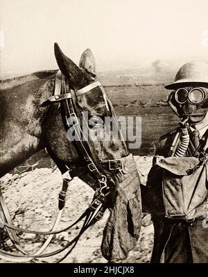 Maschera a gas per un cavallo della prima guerra mondiale, 1918. Foto Stock