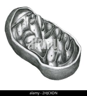 Nella biologia cellulare, un mitocondrio (mitocondri plurali) è un organo racchiuso in membrana. I mitocondri sono talvolta descritti come 'centrali elettriche cellulari' perché generano la maggior parte della fornitura cellulare di adenosina trifosfato (ATP). Oltre a fornire energia cellulare, i mitocondri sono coinvolti in una serie di altri processi, come la segnalazione, la differenziazione cellulare, la morte cellulare, nonché il controllo del ciclo cellulare e della crescita cellulare. Foto Stock