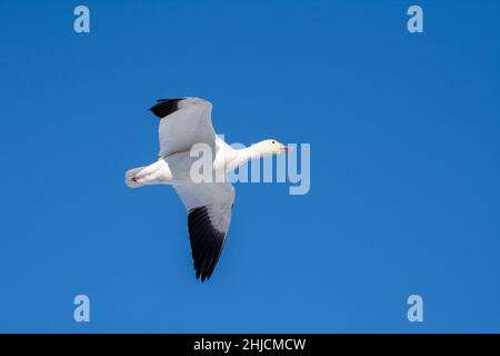 L'oca da neve (Anser caerulescens) che vola attraverso il cielo blu in Canada. Foto Stock