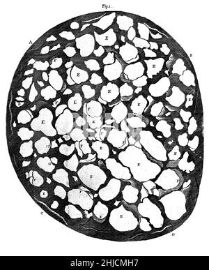 Disegno storico che mostra una sezione trasversale del nervo ottico, di Anthony van Leeuwenhoek, 1675. Leeuwenhoek (1632-1723) è stato uno scienziato olandese, ora considerato il primo microbiologo. È noto soprattutto per il suo lavoro sul miglioramento del microscopio e per il suo contributo alla creazione della microbiologia. Foto Stock