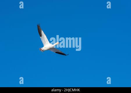 L'oca da neve (Anser caerulescens) che vola attraverso il cielo blu in Canada. Foto Stock