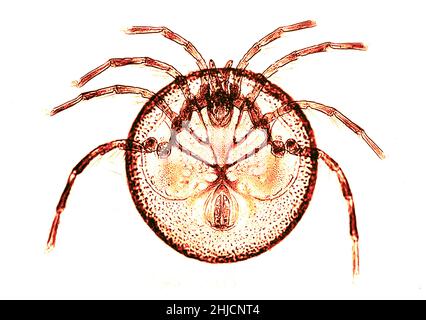 Mideopsis orbicularis, un acaro. Ingrandimento: 64x. Fotomicrografia realizzata da Arthur e Smith all'inizio del 1900s, utilizzando un microscopio e una fotocamera combinati. Nel 1904, la Royal Society di Londra ha esposto al pubblico una serie di fotomicrografie di Smith. In seguito sono stati pubblicati nel 1909 in un libro intitolato "Nature Through Microscope & Camera". Sono stati i primi esempi di fotomicroscopia che molti avevano mai visto. Foto Stock