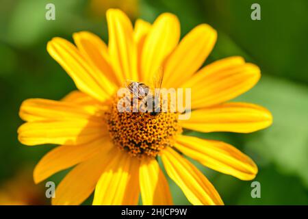 Ape e fiore. Primo piano di un'ape a strisce che raccoglie polline su un fiore giallo in una giornata luminosa Sunny. Un'ape raccoglie il miele da un fiore. Foto macro Foto Stock