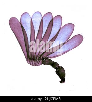 Antenna di cockchafer (melolontha), colloquialmente chiamato maggio bug o doodlebug. Questo è un coleottero europeo del genere melolontha, appartenente alla famiglia degli Scarabaeidae. Ingrandimento: 15x. Fotomicrografia realizzata da Arthur e Smith nei primi anni del 1900, utilizzando un microscopio e una macchina fotografica combinati. Nel 1904, la Royal Society di Londra espone al pubblico una serie di fotomicrografie di Smith. Sono stati successivamente pubblicati nel 1909 in un libro intitolato 'natura attraverso microscopio & fotocamera.' Sono stati i primi esempi di fotomicroscopia che molti avevano mai visto. Foto Stock