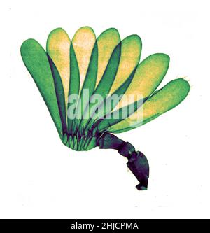 Antenna di cockchafer (melolontha), colloquialmente chiamato maggio bug o doodlebug. Questo è un coleottero europeo del genere melolontha, appartenente alla famiglia degli Scarabaeidae. Ingrandimento: 15x. Fotomicrografia realizzata da Arthur e Smith nei primi anni del 1900, utilizzando un microscopio e una macchina fotografica combinati. Nel 1904, la Royal Society di Londra espone al pubblico una serie di fotomicrografie di Smith. Sono stati successivamente pubblicati nel 1909 in un libro intitolato 'natura attraverso microscopio & fotocamera.' Sono stati i primi esempi di fotomicroscopia che molti avevano mai visto. Foto Stock