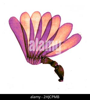 Antenna di cockchafer (melolontha), colloquialmente chiamato maggio bug o doodlebug. Questo è un coleottero europeo del genere melolontha, appartenente alla famiglia degli Scarabaeidae. Ingrandimento: 15x. Fotomicrografia realizzata da Arthur e Smith nei primi anni del 1900, utilizzando un microscopio e una macchina fotografica combinati. Nel 1904, la Royal Society di Londra espone al pubblico una serie di fotomicrografie di Smith. Sono stati successivamente pubblicati nel 1909 in un libro intitolato 'natura attraverso microscopio & fotocamera.' Sono stati i primi esempi di fotomicroscopia che molti avevano mai visto. Foto Stock