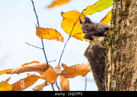 Scoiattolo rosso o scoiattolo rosso eurasiatico (Sciurus vulgaris) su un ramo, mangiare. Foto Stock