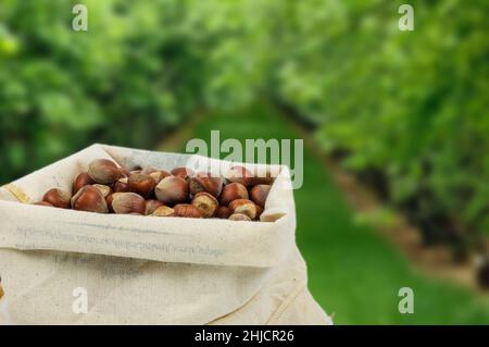 Nocciole in burlap o sacco di iuta su sfondo nocciola giardino. Vista laterale del concetto di stile di vita sano. Foto Stock