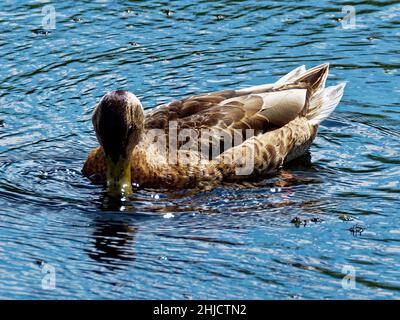 Mallard , Wild Duck , Newport, Galles del Sud, Regno Unito Foto Stock