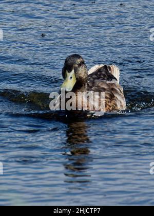 Mallard , Wild Duck , Newport, Galles del Sud, Regno Unito Foto Stock