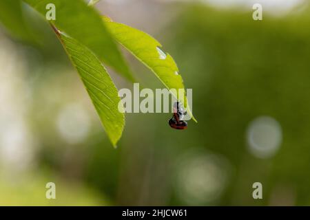 due simpatici coccinelle fanno l'amore appeso Foto Stock