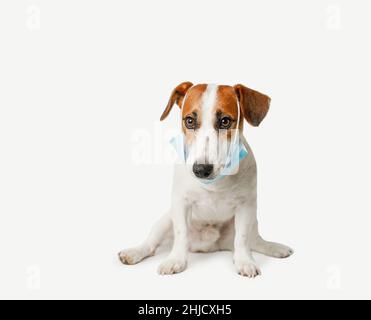 Cute cane indossare maschera medica viso su sfondo chiaro. Foto Stock