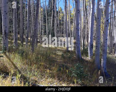 San Isabel Lake, Rye, Colorado - il sentiero Foto Stock