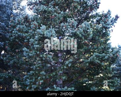 San Isabel Lake, Rye, Colorado- Foto Stock