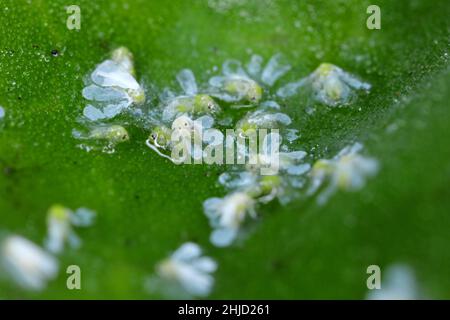 Foglia di argento bianca, Bemisia tabaci (Hemiptera: Aleyrodidae) ucciso da un insetticida fatto di oli naturali su una foglia. Foto Stock