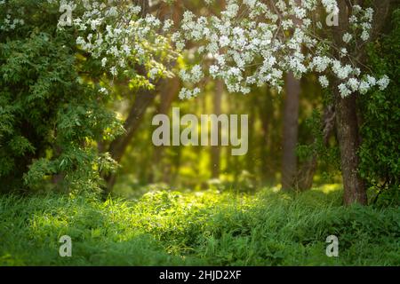 Un prato verde illuminato dal sole primaverile. Foto Stock