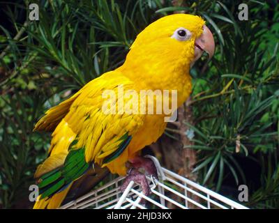 Golden conure (Guaruba Guarouba), Rio Foto Stock