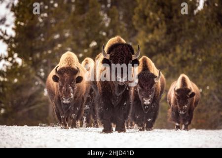 Mandria di bisonti in inverno Foto Stock