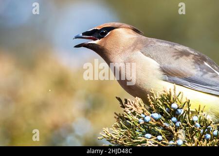 Cedar waxwing primo piano su cedro rosso orientale durante l'inverno Foto Stock