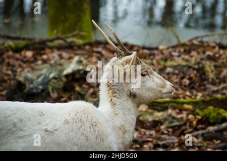 Un ritratto di un bel cervo bianco in una foresta Foto Stock