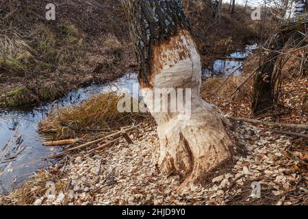 I cavatori hanno nibbled il tronco di un albero. Beaver denti segni sugli alberi. Segatura è tutto intorno all'albero. Foto Stock