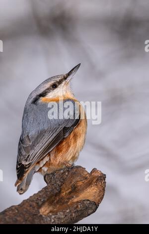 Il nuthatch eurasiatico o il nuthatch di legno (Sitta europaea) È un piccolo uccello passerino trovato in tutto il Paleartico e. In Europa Foto Stock