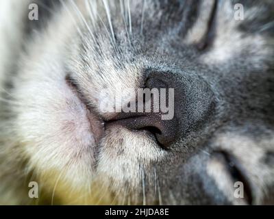 un giovane gatto dorme in un appartamento, la russia Foto Stock