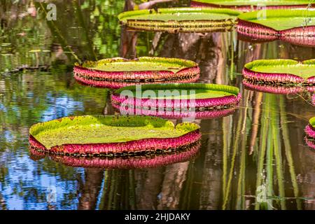 Giglio d'acqua tipico dell'Amazzonia con la sua caratteristica forma circolare che galleggia sulle acque calme di un lago Foto Stock