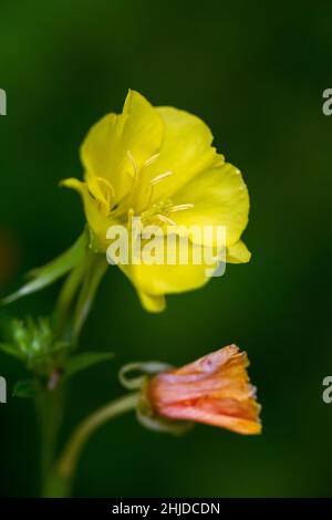 Enotera macrocarpa, Missouri enomera primrose fioritura pianta. Fiore giallo su sfondo sfocato scuro. Foto Stock