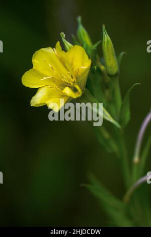 Enotera macrocarpa, Missouri enomera primrose fioritura pianta. Fiore giallo su sfondo sfocato scuro. Foto Stock