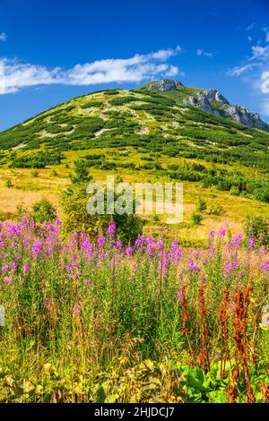 Il Chleb, collina nel Fatra minore. Paesaggio montagnoso con fiori di alghe in primo piano nel parco nazionale di Mala Fatra, Slovacchia, Europa. Foto Stock