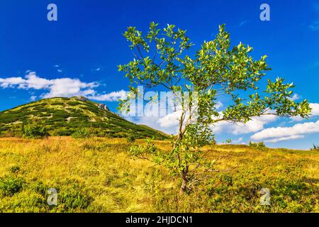 Il Chleb, collina nel Fatra minore. Paesaggio montagnoso con un albero in primo piano. Il parco nazionale di Mala Fatra, Slovacchia, Europa. Foto Stock