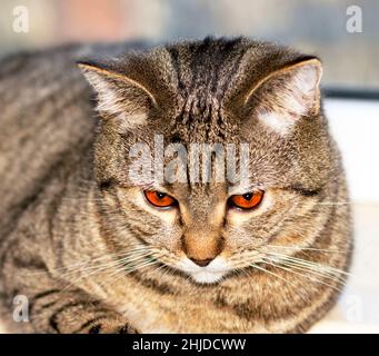 Scottish gatto tabby faccia close-up, occhio vista, gatti a tema, gattini e gatti in casa, animali domestici belli le loro foto e la loro vita Foto Stock