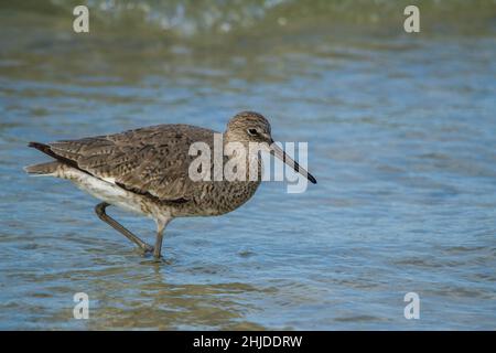 Willet foraging su una spiaggia. Foto Stock