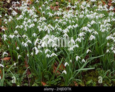 Un grumo af Galanthus nevica crescere in un bosco scozzese nel mese di febbraio Foto Stock