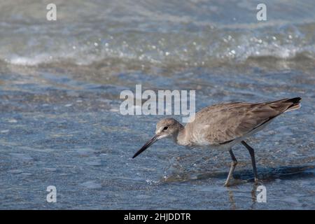 Willet foraging su Bunche Beach. Foto Stock