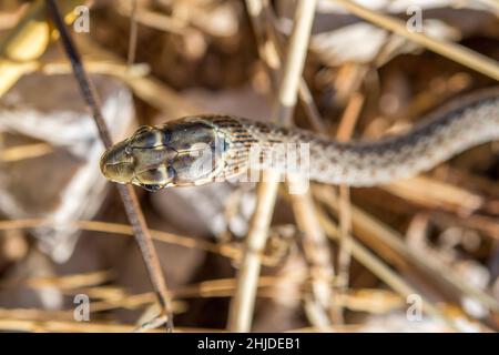 Serpente balcanico a frusta (Hierophis gemonensis, precedentemente noto come Coluber gemonensis), giovane. Foto Stock