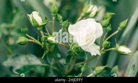 Primo piano immagine di fiore pianta pennello rosa bianca con germogli su sfocato fuori fuoco sfondo verde. Macro petali in fiore. Luce ad angolo basso giorno di sole. J Foto Stock