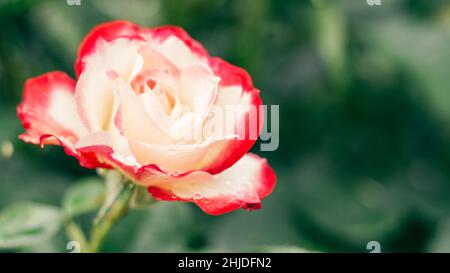 Primo piano immagine di fiore rosa e rosso Jubile du Prince de Monaco Floribunda rosa con potente profumo di pianta verde sfondo sfocato. pe di grandi dimensioni Foto Stock